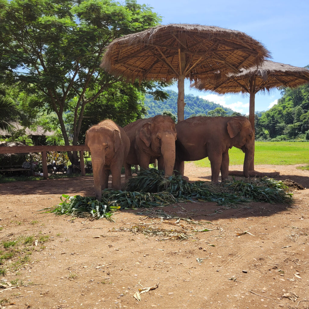 Elephant nature park
