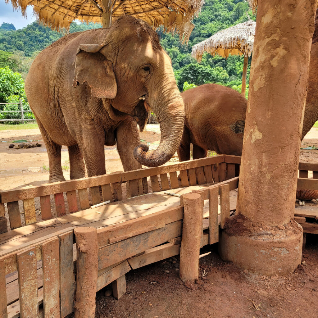 Eléphants à l'ENP
