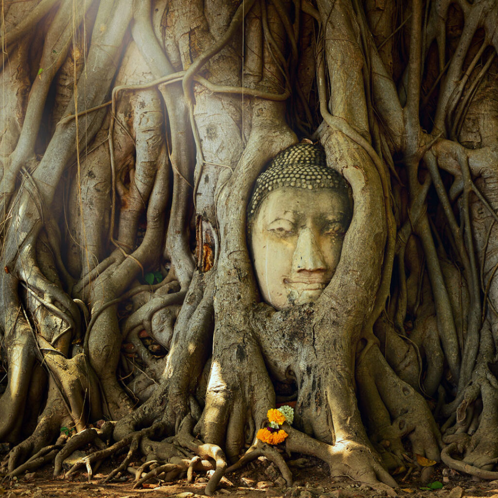 tête de Bouddha dans l'arbre à Ayutthaya