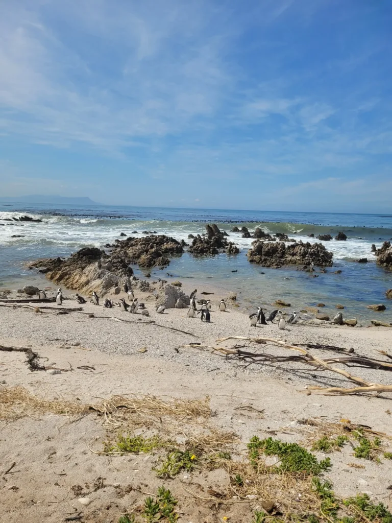 Pinguins à Betty's Bay